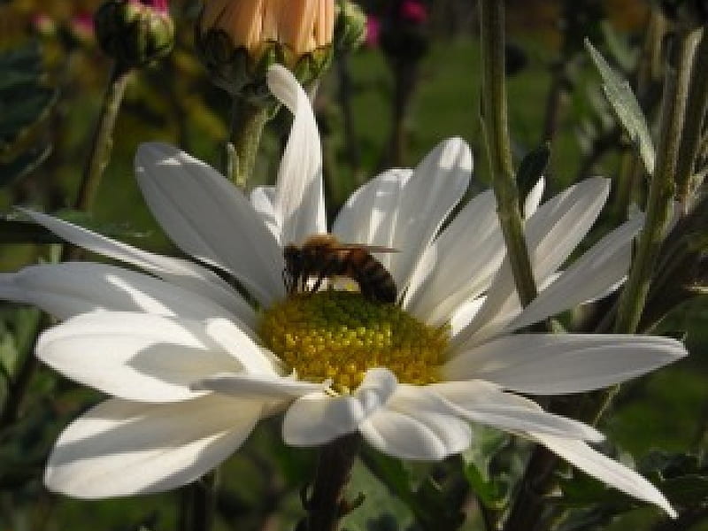 ape su margherita, insetti, fiori, api, nature, margherita, HD wallpaper