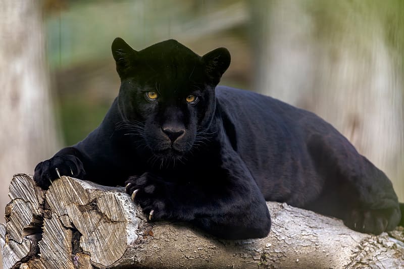 Cats, Animal, Black Panther, HD wallpaper | Peakpx