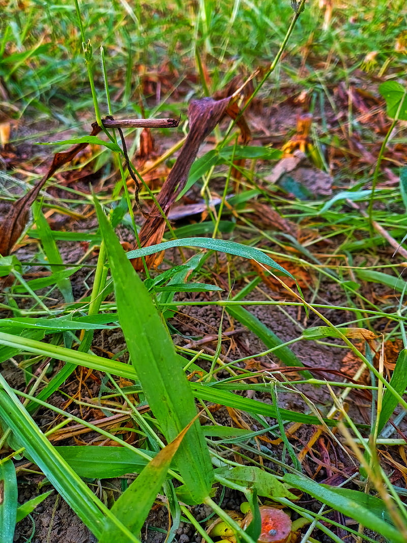 Grass, abhi, fields, HD mobile wallpaper | Peakpx