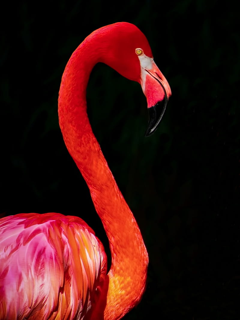 Birds, animals, bird, black, flamingo, nature, pink, red, HD phone wallpaper