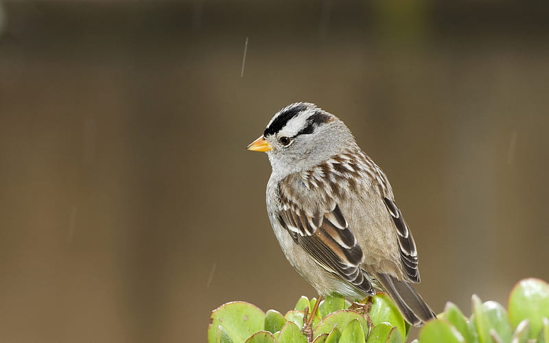 Female House Sparrow in afternoon rain shower, green, bird, brown, gray, gris, house sparrow, cone beak, black, cute, white, HD wallpaper