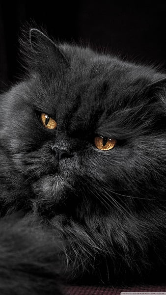 black and white persian cats