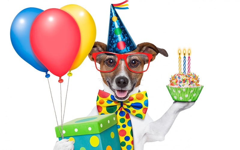 Cheerful Birtay Dog, present, glasses, party hat, bow, gift, bowtie, candles, hat, cupcake, balloons, Birtay, dog, HD wallpaper