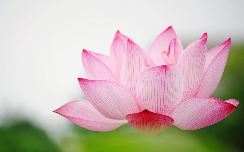 Lotus Macro Flower-graphy, HD wallpaper