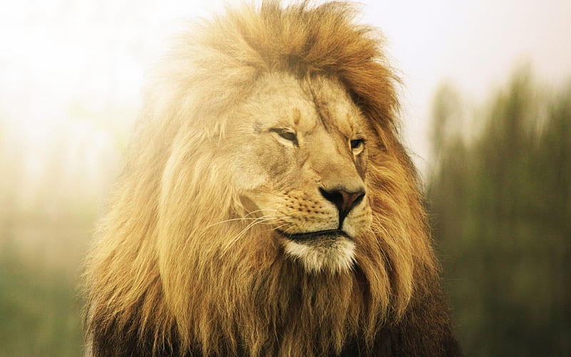 León, rey, rugido, selva, animal, Fondo de pantalla HD | Peakpx