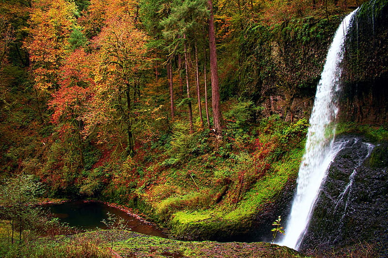 Autumn at Silver Falls State Park, Oregon, fall, water, leaves, usa, colors, river, trees, HD wallpaper