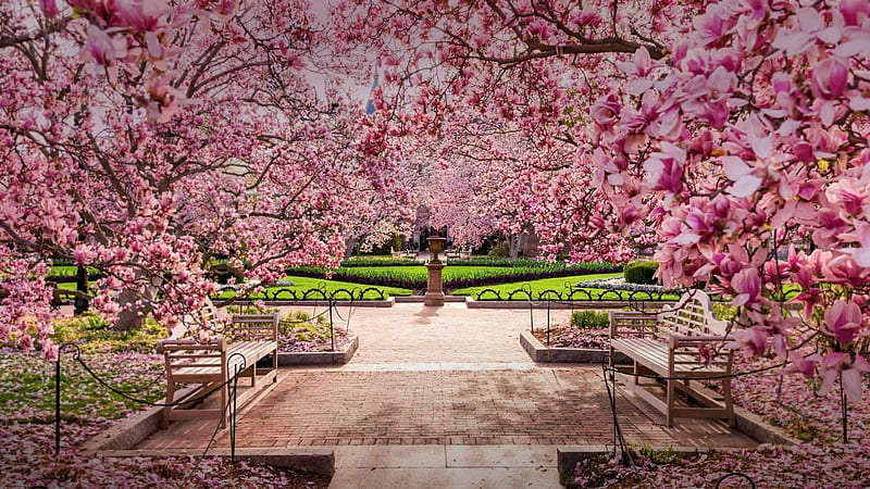 Cherry Blossom in National Mall (Washington DC), usa, spring, trees, branch, pink, cherry blossom, Nature, flora, HD wallpaper