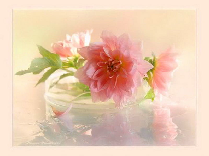 Softness for AdeleG, green, flowers, beauty, soft color, pink, HD wallpaper