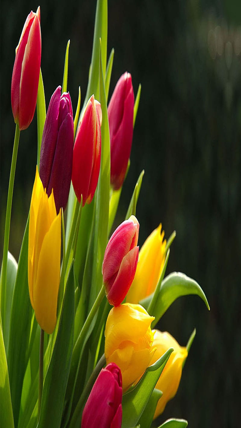 Colorful Tulips, look, nice, HD mobile wallpaper | Peakpx