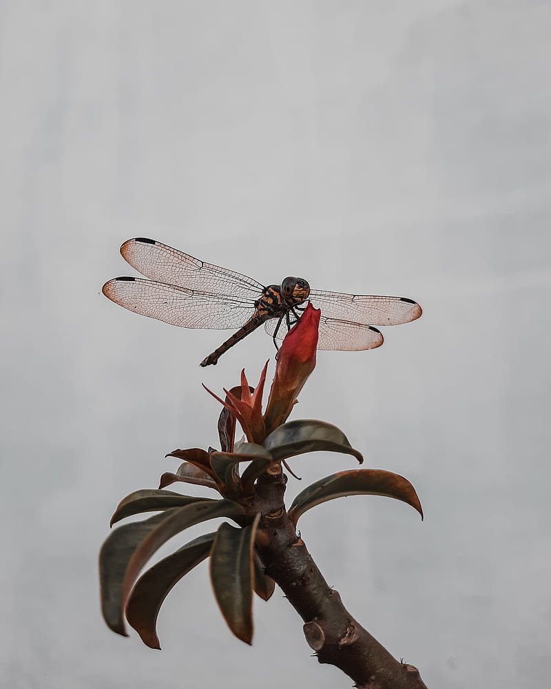 dragonfly, insect, wings, plant, macro, HD phone wallpaper