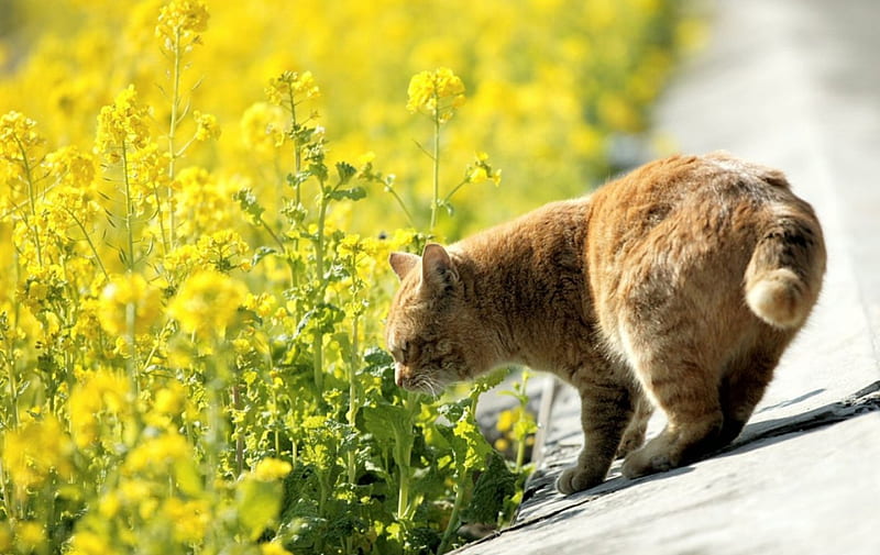 A city cat smelling the flowers, smelling, flowers, feline, cat, HD wallpaper
