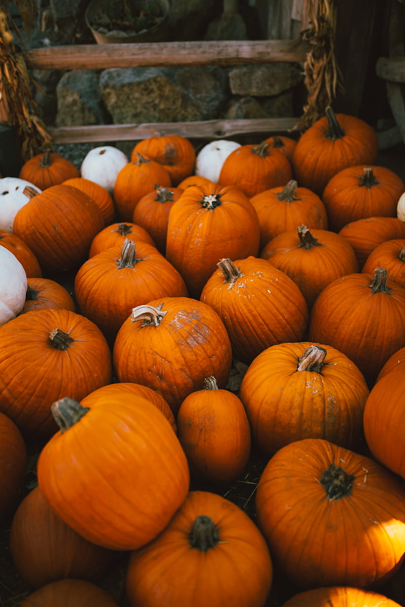 Orange pumpkins, HD phone wallpaper | Peakpx