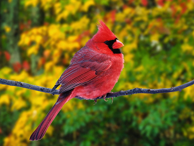 Cardinal, red, birds, flowers, yellow, colors, nature, animals, HD wallpaper