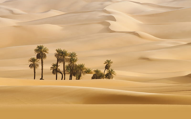 desert, sand dunes, oasis, palm trees, sand, Africa, HD wallpaper