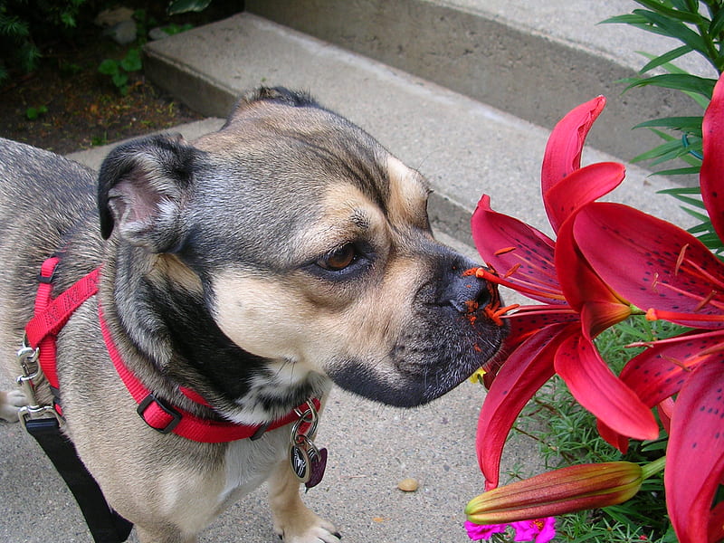 Smelling Flower, sniff, banter bulldog, summer, red lilly, dog, HD wallpaper