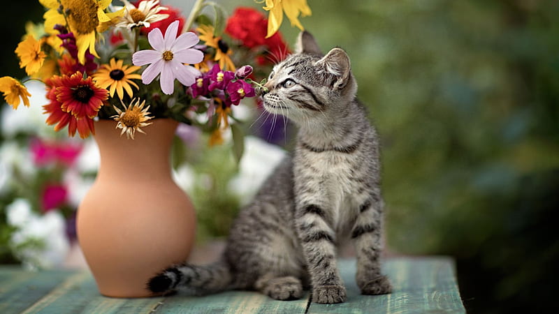 Baby Animal Cat Flower Kitten Pet Cat, HD wallpaper