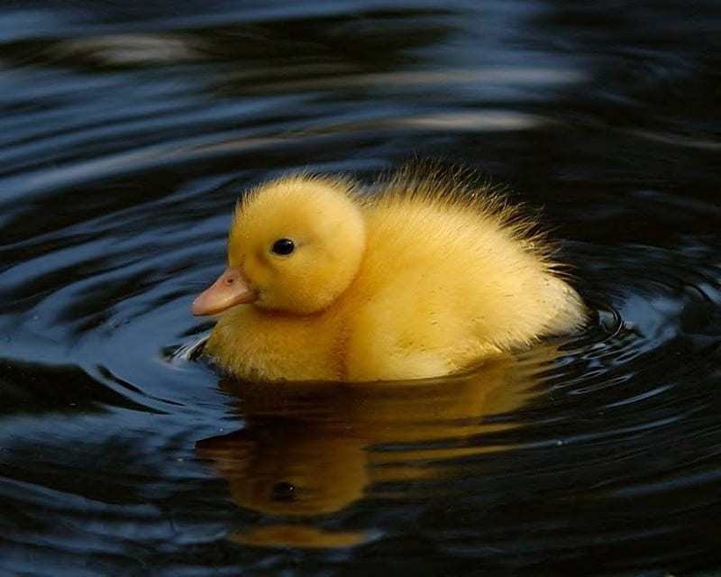 Cute duck, pond, duck, baby, animal, HD wallpaper