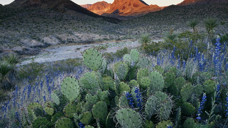 cactus flowers in big bend national park texas, hills, flowers, desert, cacti, HD wallpaper