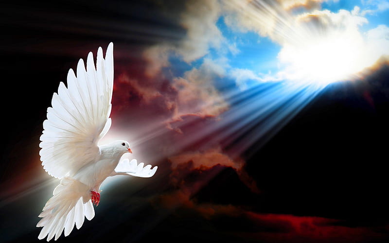 SHINE a LIGHT for PEACE, sun, rays, dove, peace, bird flight, sky, HD wallpaper