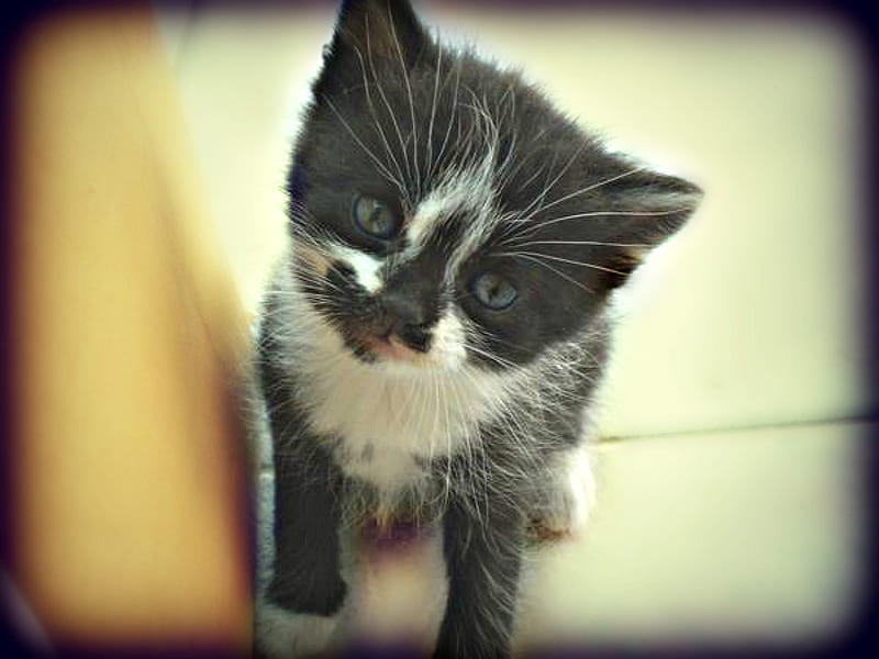 jumper, cute, cat, kitten, animal, HD wallpaper