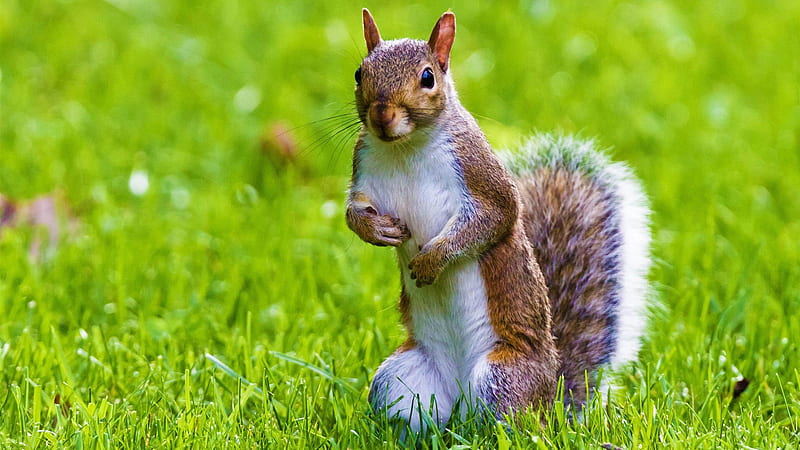 Brown White Squirrel Is Standing On Green Grass Squirrel, HD wallpaper