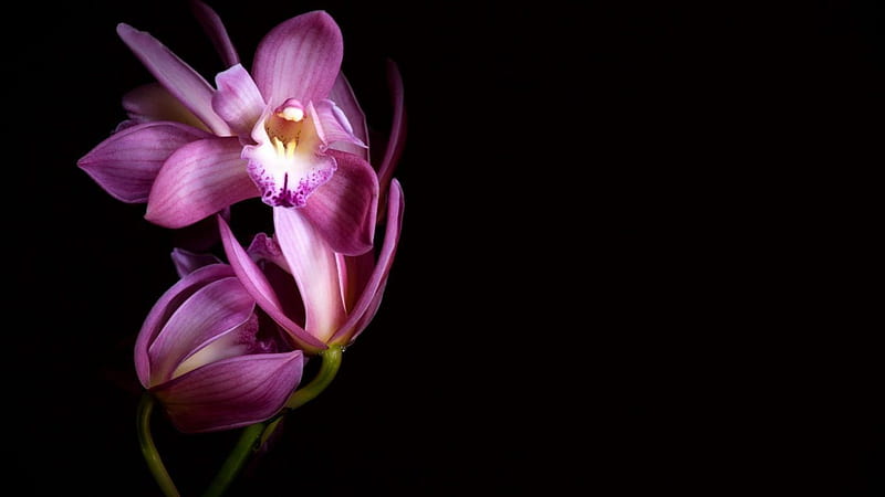 Black Orchid, Black and Purple Orchid, HD wallpaper