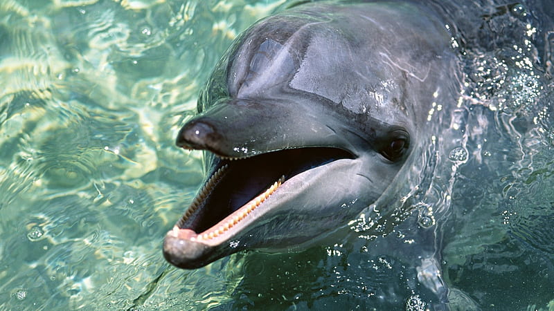 dolphin teeth water-, HD wallpaper