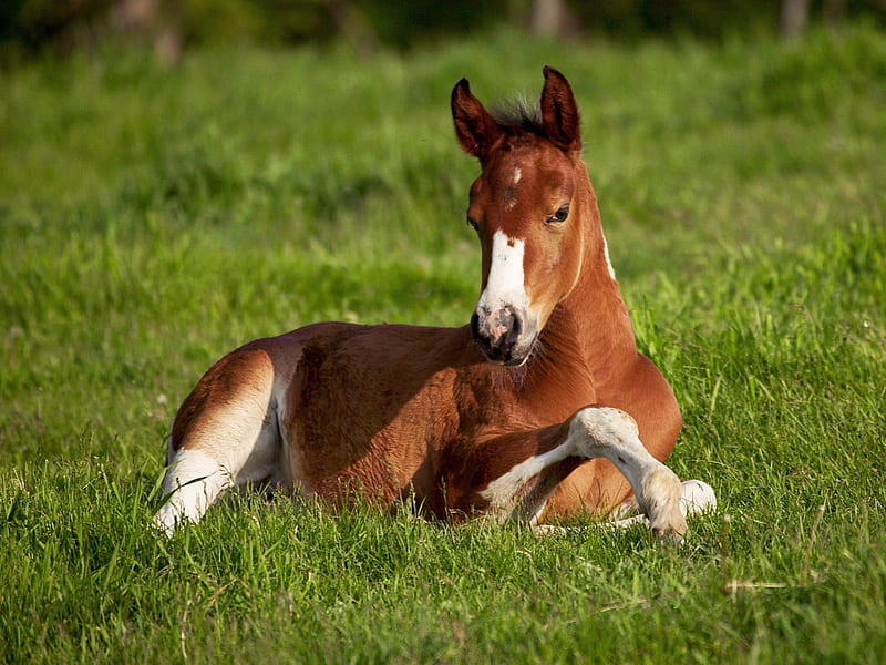 American Paint Foal Laying Down (Horse) - Iowa, paint foal, laying down, iowa, HD wallpaper