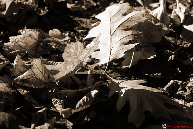 Черный лист песня. Черные листья в природе. Autumn Black and White.