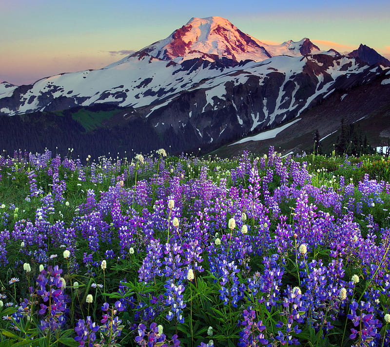 Flowers, mountains, purple, snow, white, HD wallpaper | Peakpx