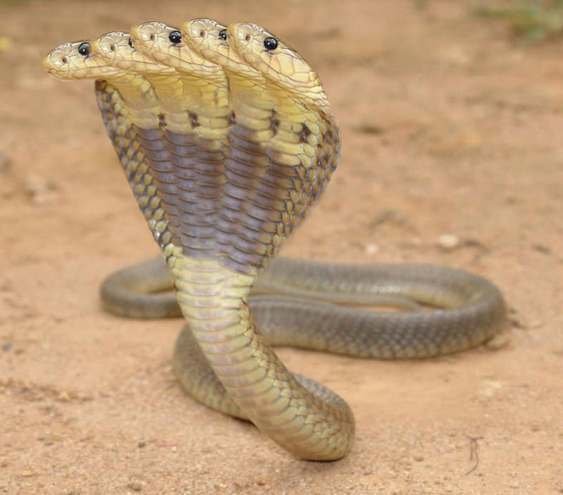Five head cobra, poisonous snakes, pvp, indian cobra, cobra, five head snake,  HD wallpaper | Peakpx
