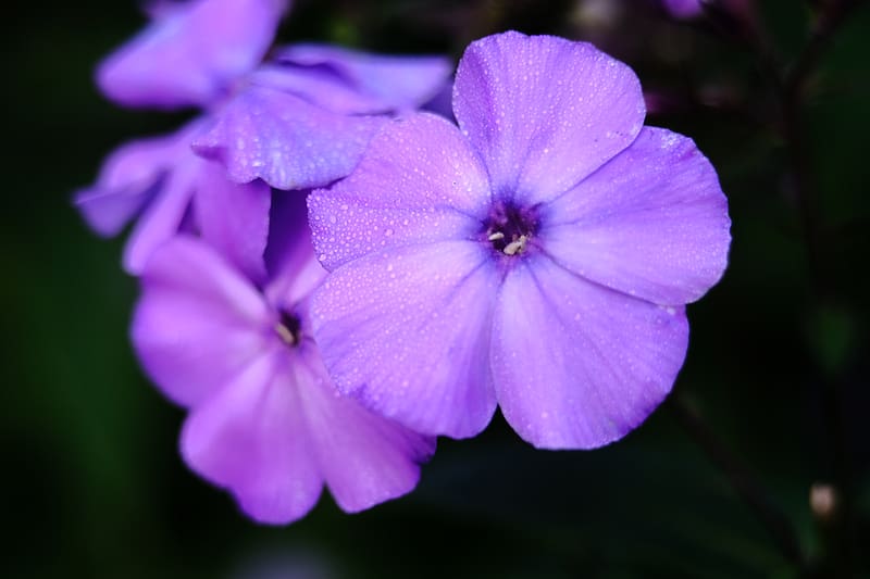 phlox, flower, petals, purple, macro, drops, HD wallpaper