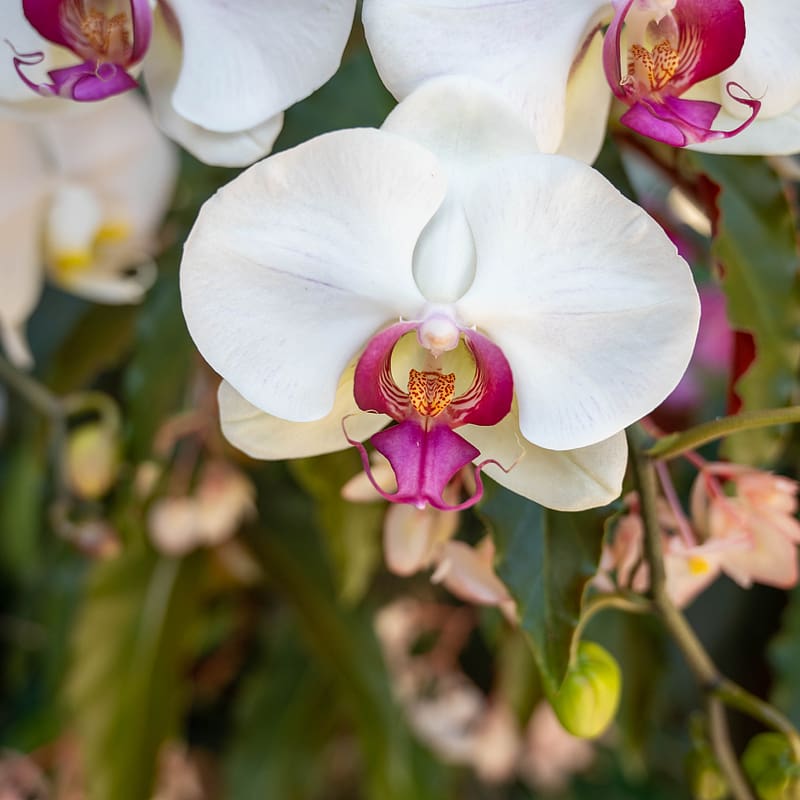 phalaenopsis, flowers, nature, blur, HD phone wallpaper