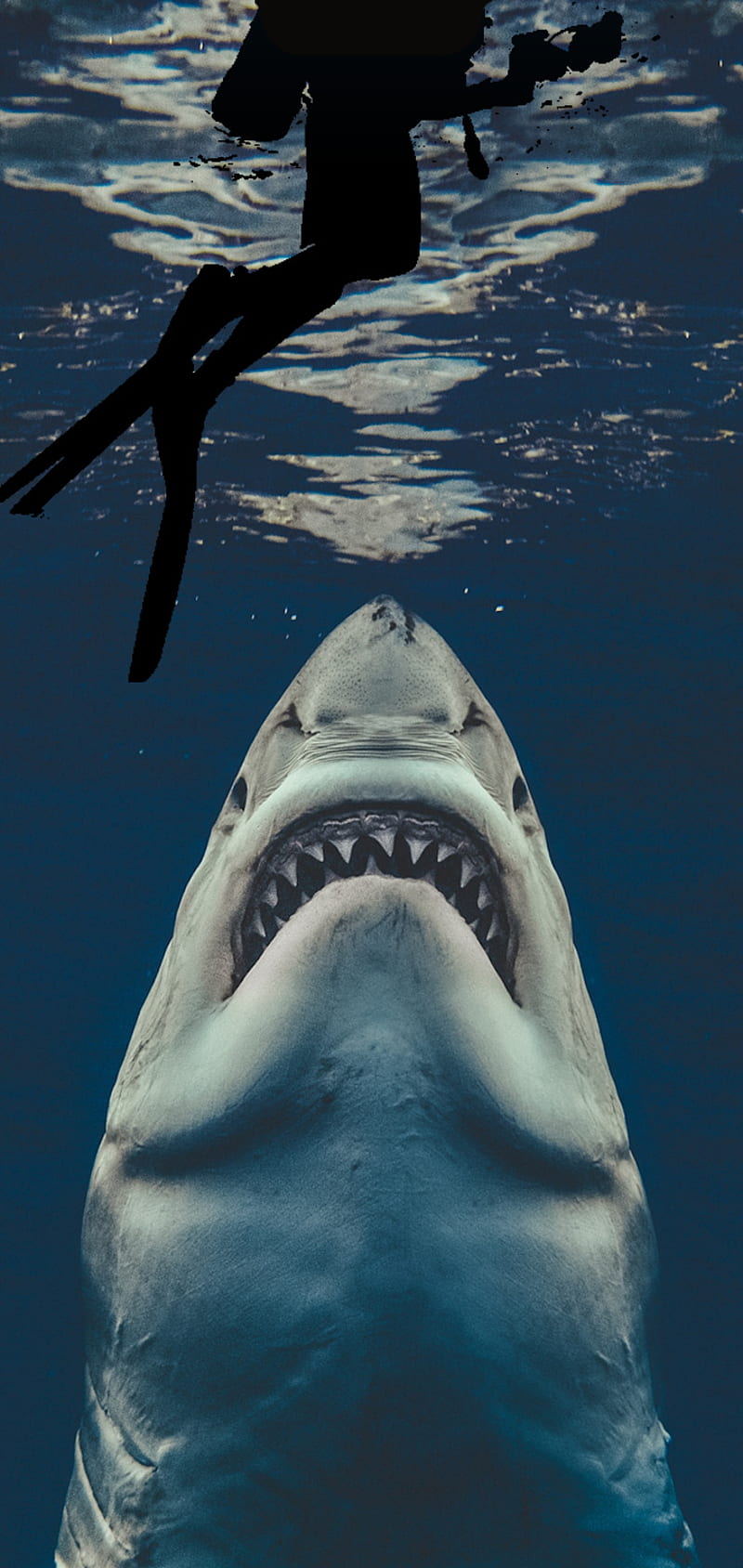 Real Jaws Notch, diver, great white, ocean, oneplus, shark, water, HD phone wallpaper