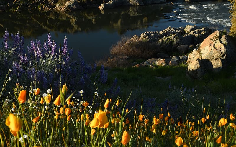 Golden Poppies, Lupine, & Morning Sunlight - Stanislaus River, California, rocks, spring, usa, blossoms, HD wallpaper