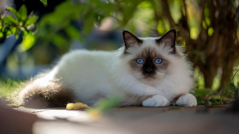 Blue Eyes Black Nose White Cat Is Lying Down On Ground Cat, HD wallpaper