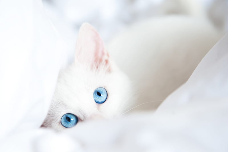 Adorable White Cat