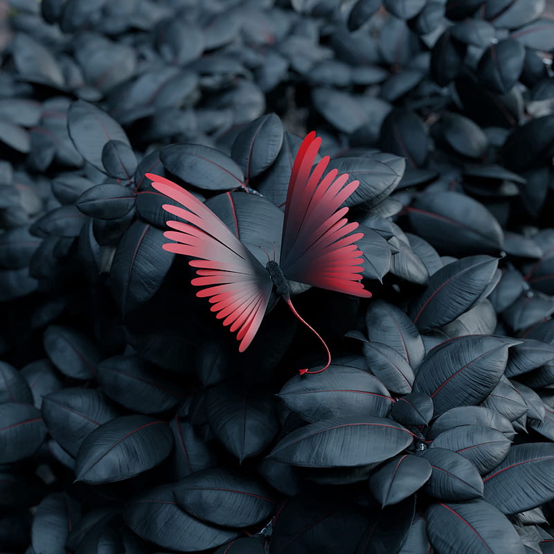 butterfly, leaves, wings, contrast, HD phone wallpaper