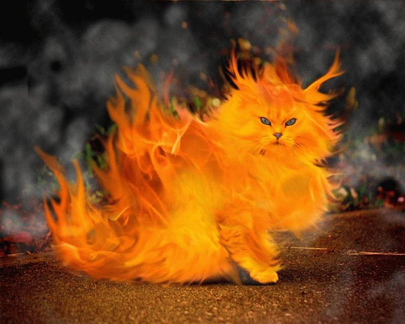 Fire Cat, cool, orange, abuse, awesome, new, halloween kitty, really neat, ssssweet, HD wallpaper