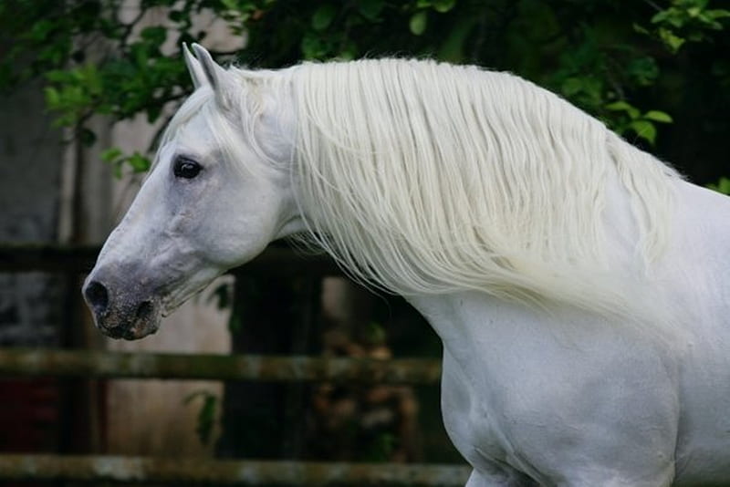 Andalusian Close-Up 1, white, andalusian, horses, spanish, HD wallpaper