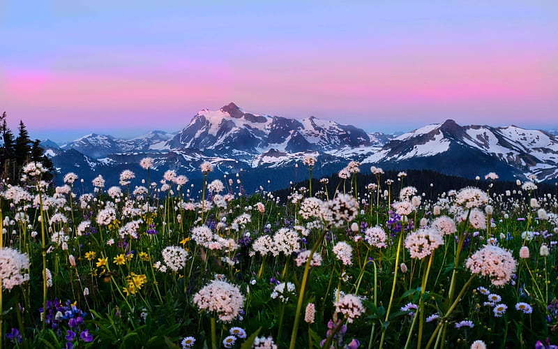 Snow Mountains Alpine Meadows in Washington, Flowers, Mountains, Snow, Pastel, HD wallpaper