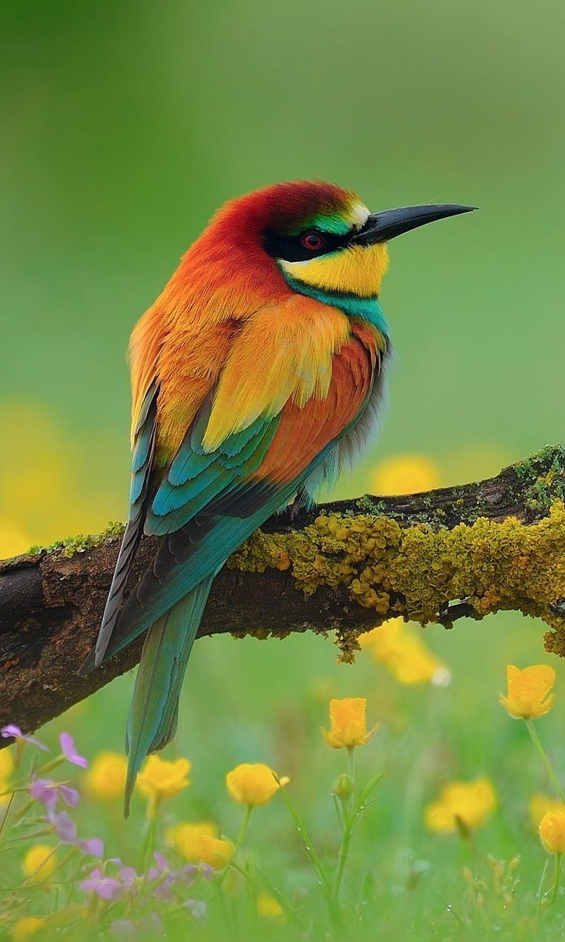 Bird, animal, beauty, flowers, nature, HD phone wallpaper