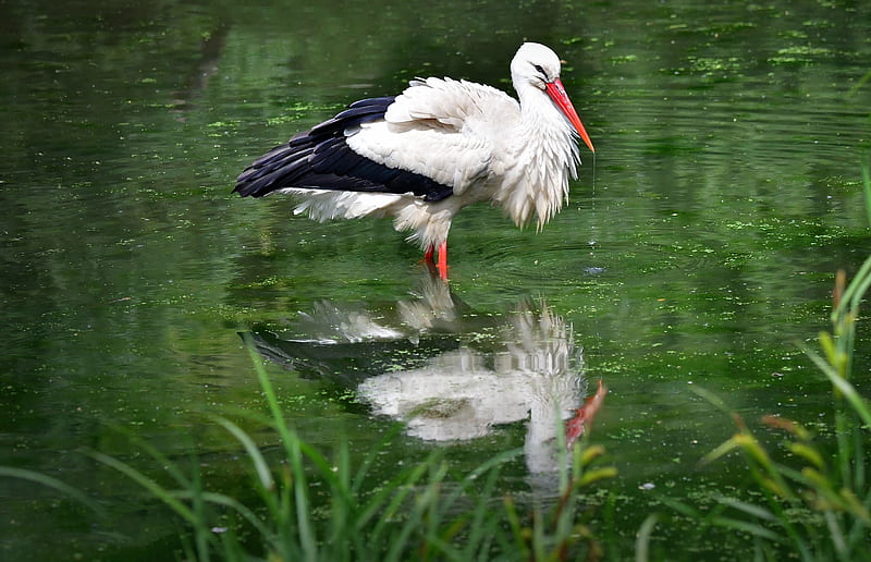 Birds, White stork, Pond, Reflection, Stork, HD wallpaper