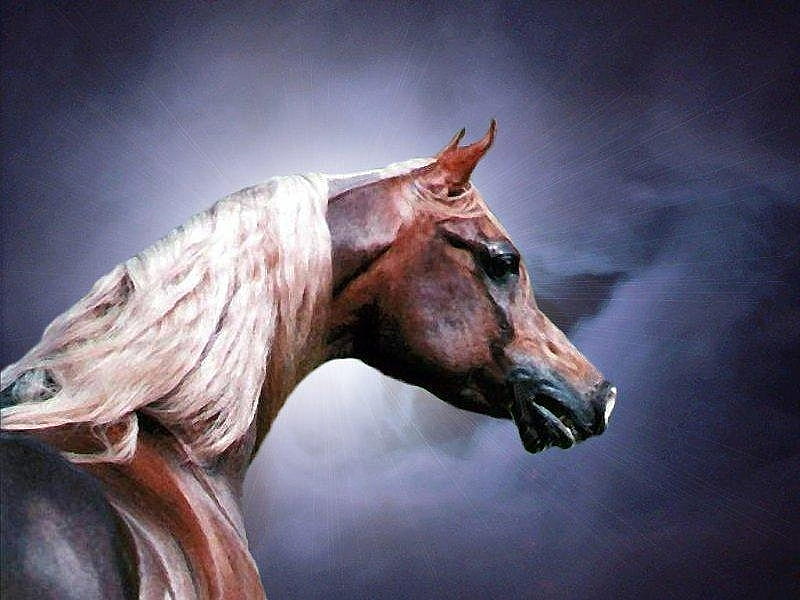Sorrel Arabian Horse F1, graphy, sorrel, chestnut, equine, flaxen, horse, arabian, HD wallpaper