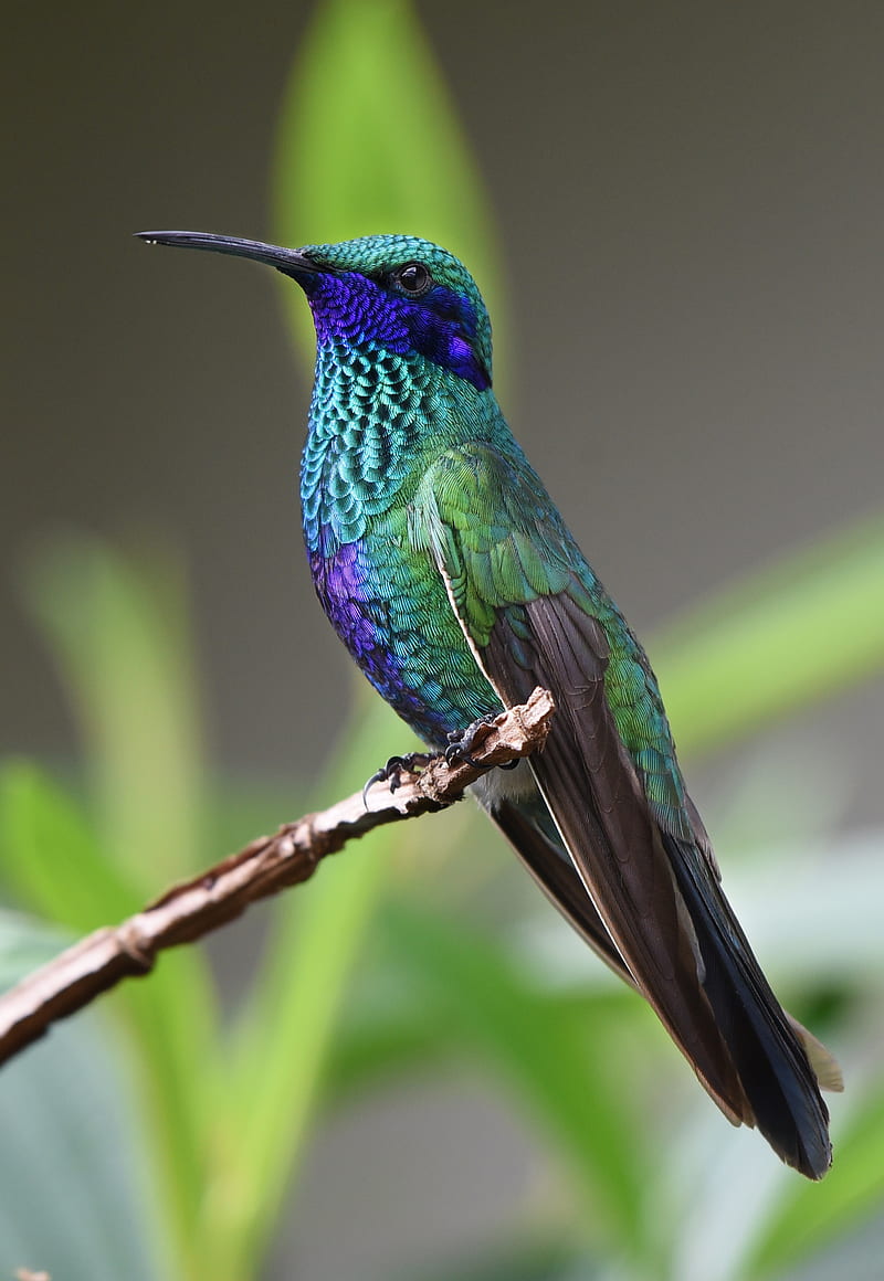 350 Hummingbird Pictures HD  Download Free Images on Unsplash