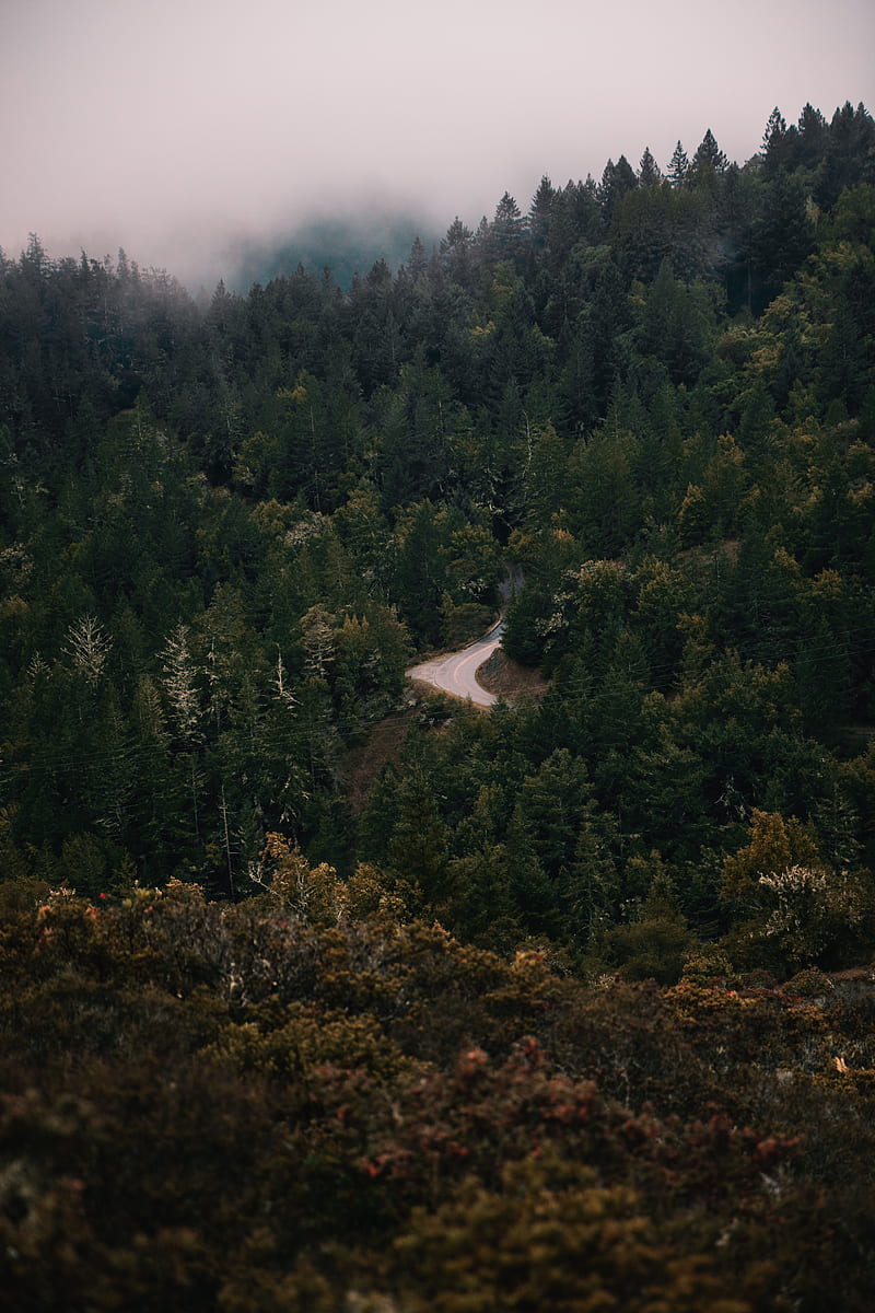 forest, trees, road, fog, turn, HD phone wallpaper