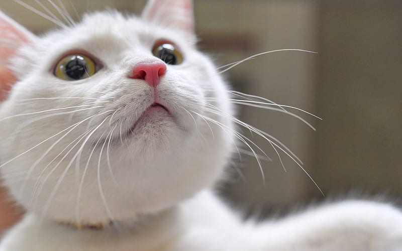 British Shorthair, close-up, domestic cat, white cat, pets, cats, cute animals, British Shorthair Cat, HD wallpaper