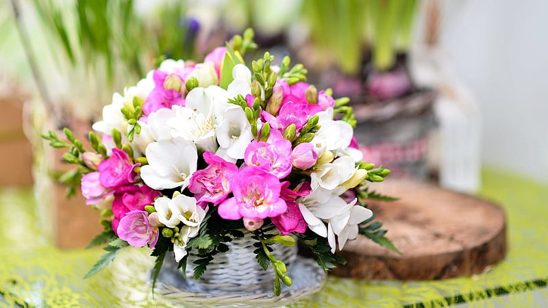 sias, sia, bouquet, white, pink, flower, HD wallpaper