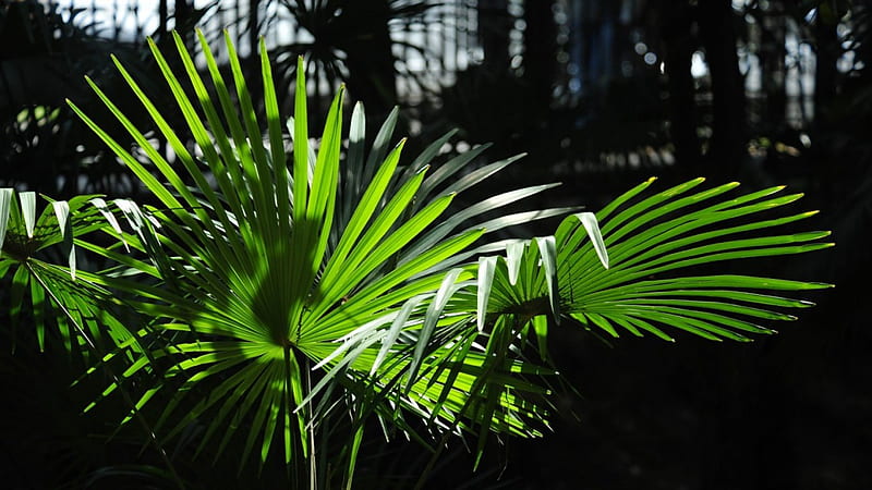 Play of light, the game of light, palm, leaves, wood, HD wallpaper
