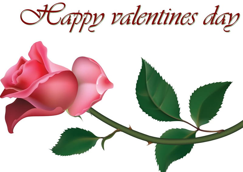 Happy valentines day, message, rose, love, valentine, pink, HD wallpaper |  Peakpx